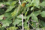Pin-tailed Bee Eater